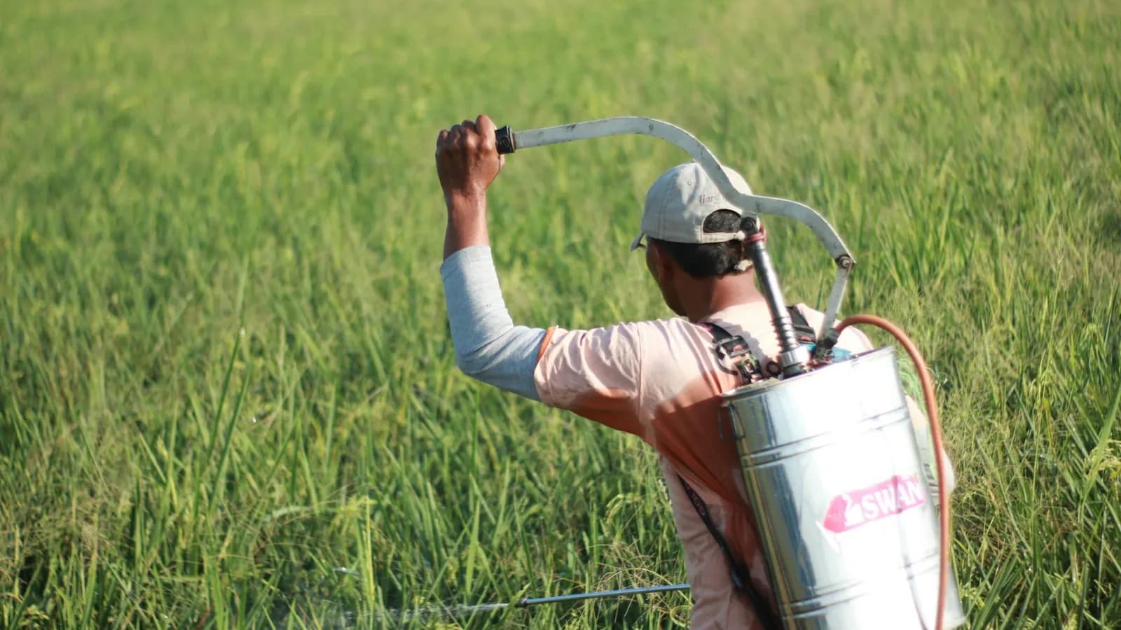 La paradoja del pesticida: por qué tus tests dejan de encontrar bugs